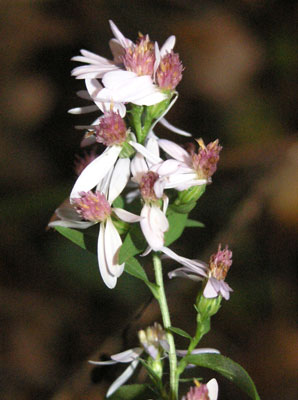 ../images/15_wildflowers.jpg