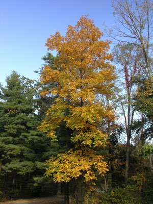 ../images/39_tallyellow.jpg