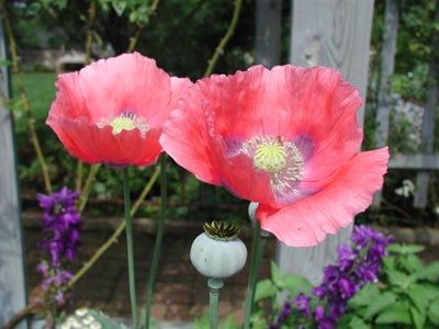 ../images/04_poppies.jpg