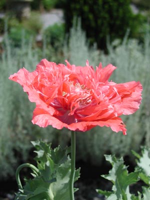 ../images/08_lettuce_leaf_poppy.jpg