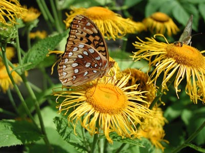 ../images/12_brown_butterfly.jpg