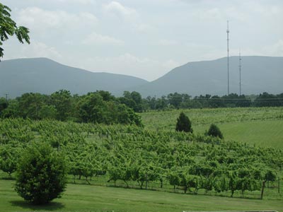 ../images/18_shenandoah_vineyards.jpg