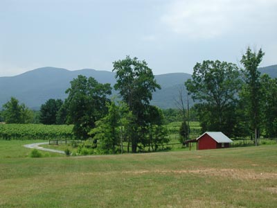 ../images/27_veritas_vineyard.jpg
