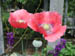 04_poppies