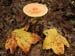 fall_shroom