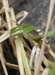 lizard