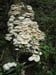 shrooms