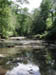 woodland_scene