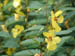 yellow_flower