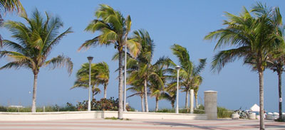 palmtrees.jpg