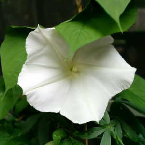 moonflower