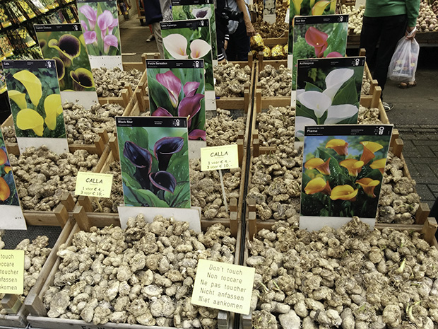 bulbs