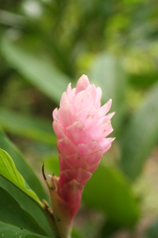 pink ginger