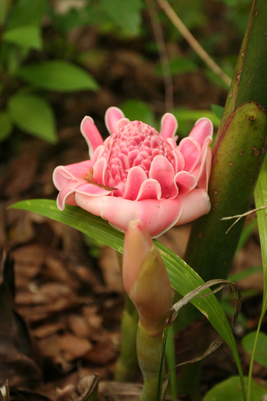 torch ginger