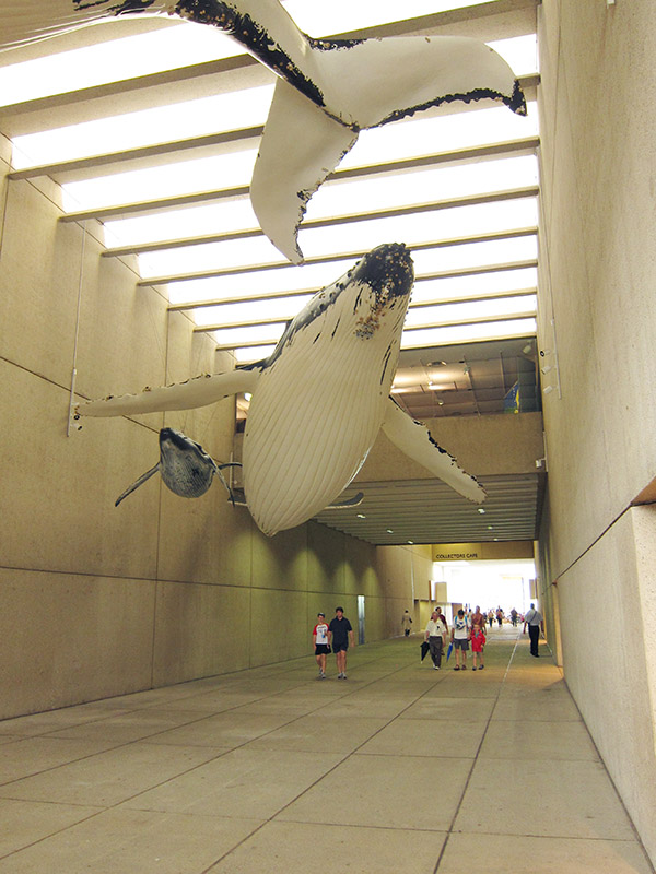 whale corridor