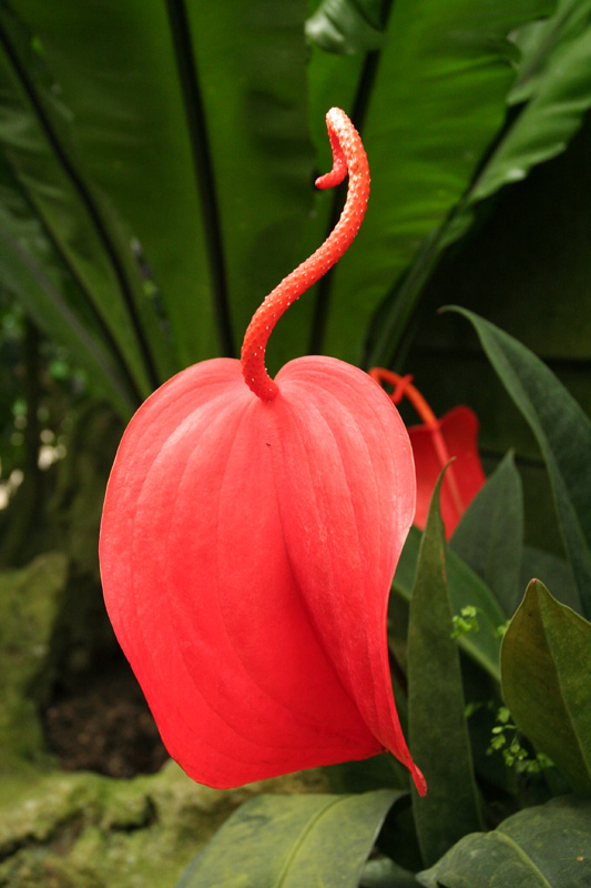 Anthurium scherzerianum