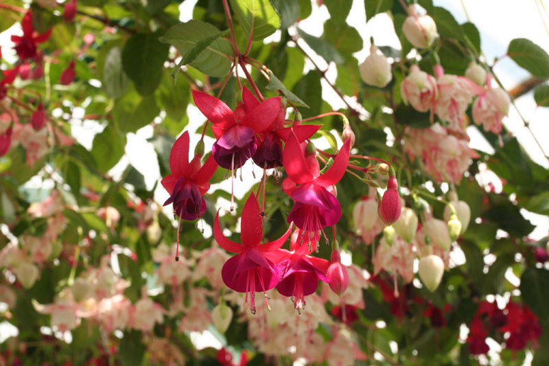 fuschia