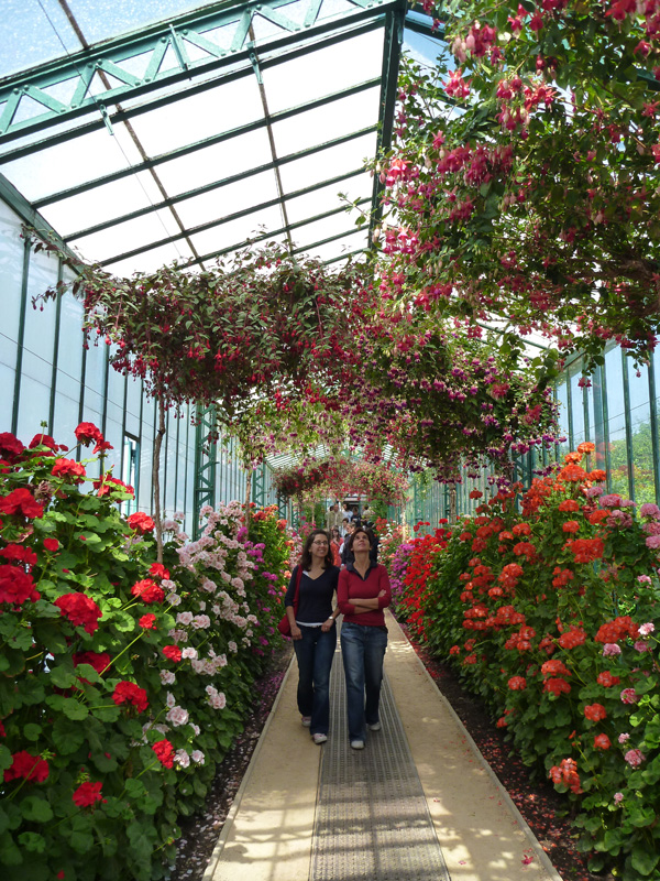 walking under the fuschia