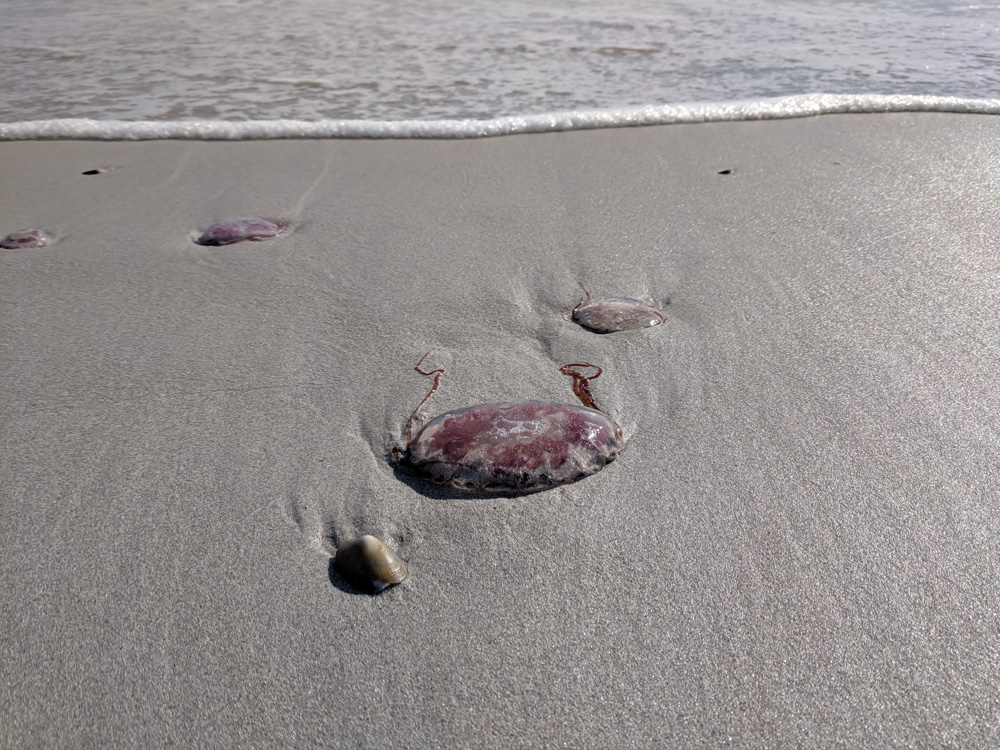 jellyfish on Kommetjie Beach