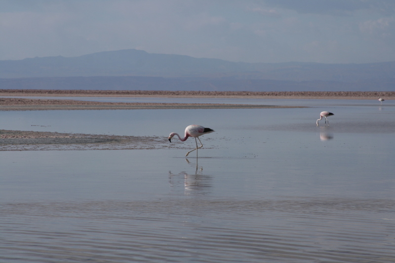 andean flamingo