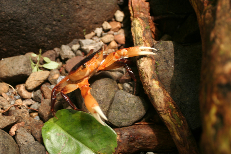 Mr. Crabby