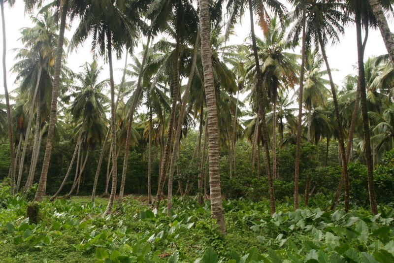 palm grove