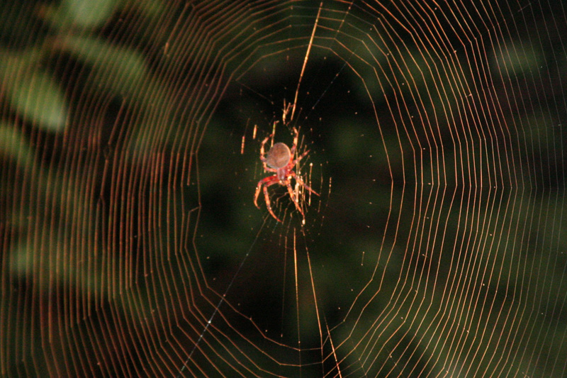 orbweaver