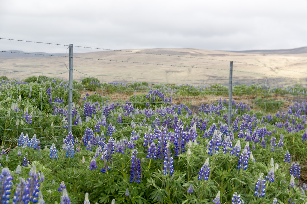 lupine for miles!