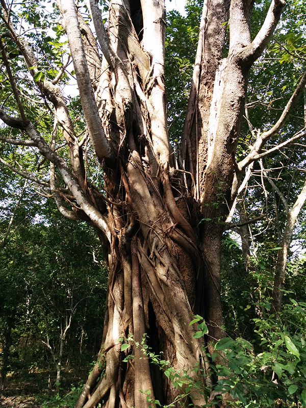 banyan tree