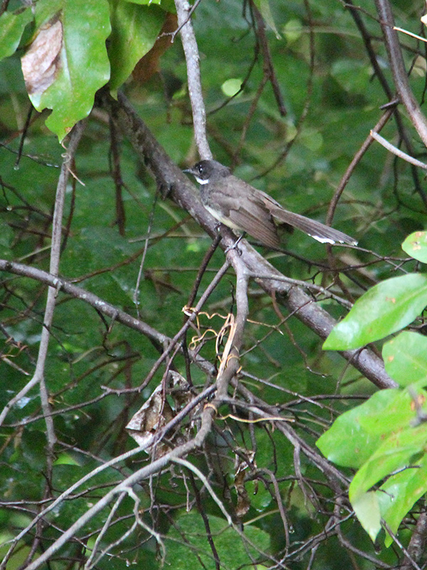 local bird