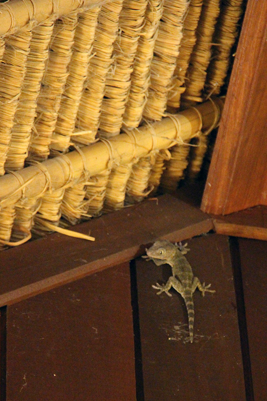 our resident gecko (about 6-7 inches long!)