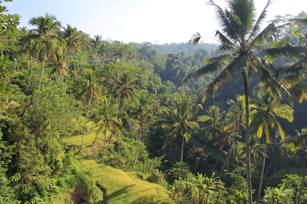 rice terraces and palm trees