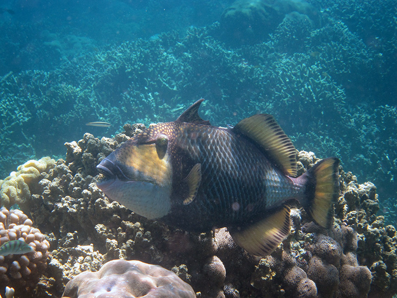 huge fish getting a cleaning