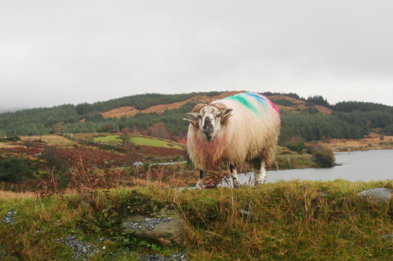 a punk rock sheep