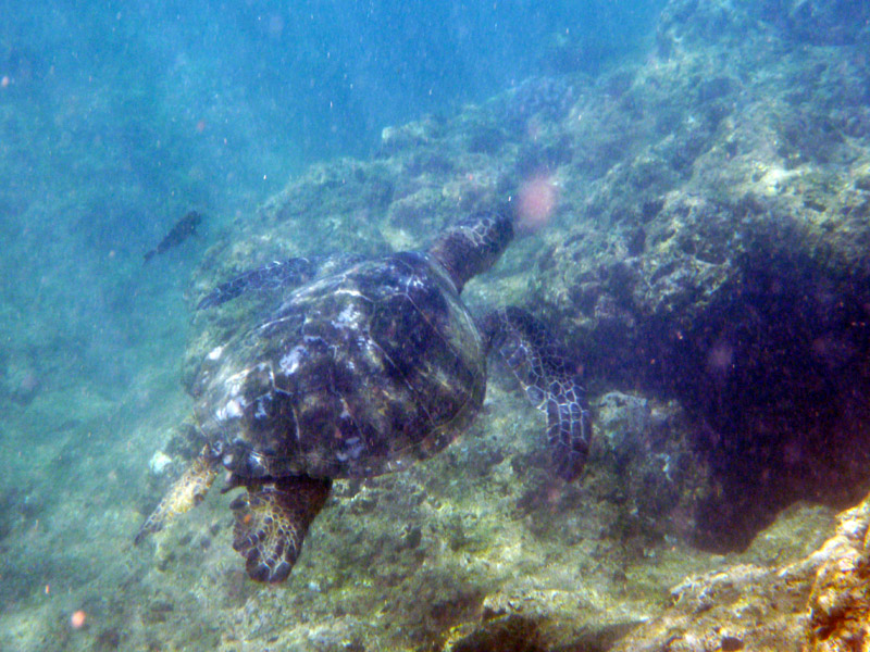 green sea turtle!