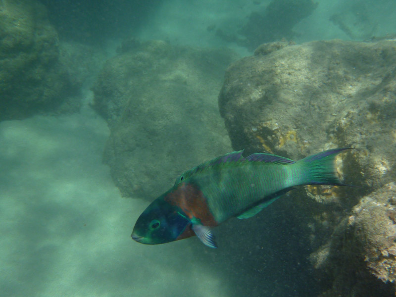this little wrasse was following me around
