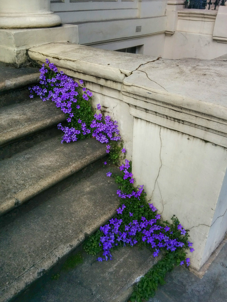 flowery stairs in Notting Hill