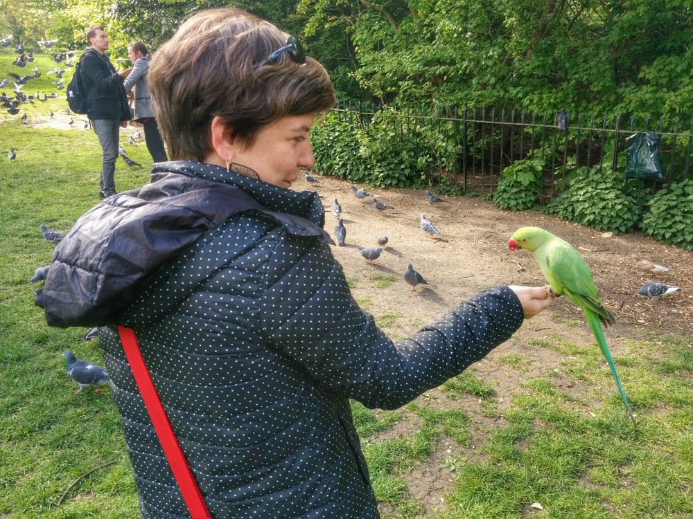 making friends with a rose-ringed parakeet