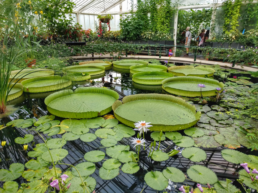 Water Lilly House