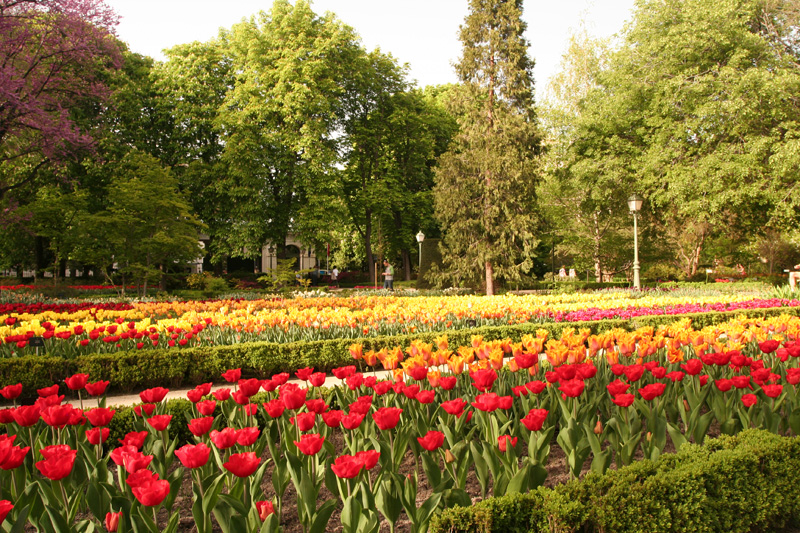 botanical garden tulips