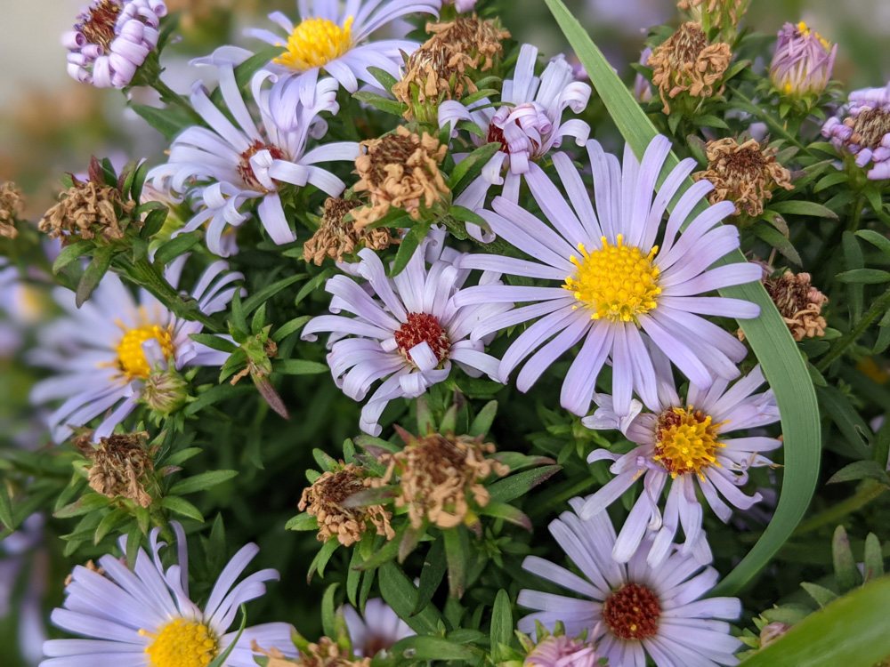 pacific aster