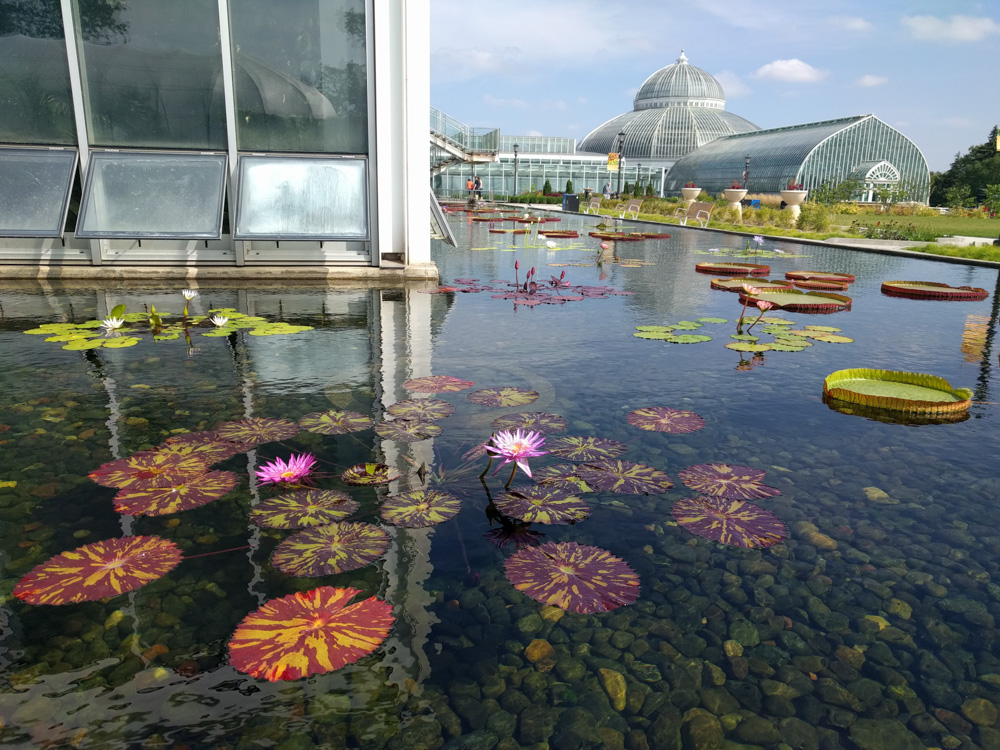 water lily pads @ Como Park Conservatory