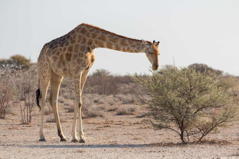 an Angolan giraffe having a snack