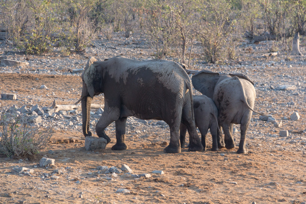elephants @ Moringa waterhole