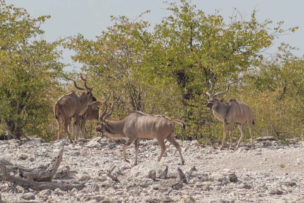 kudu @ Olifantsbad waterhole