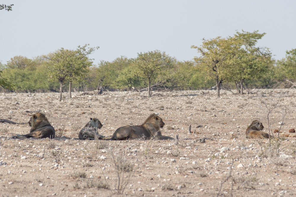 lions enjoying the shade @ Rietfontein waterhole