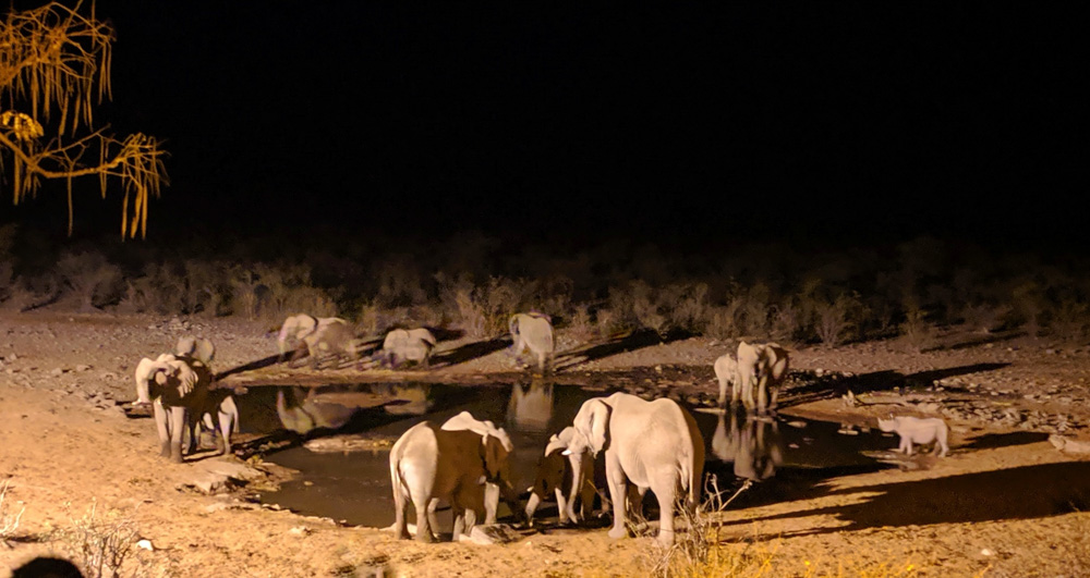 Moringa waterhole after dinner (all the elephants! and 1 rhino!)