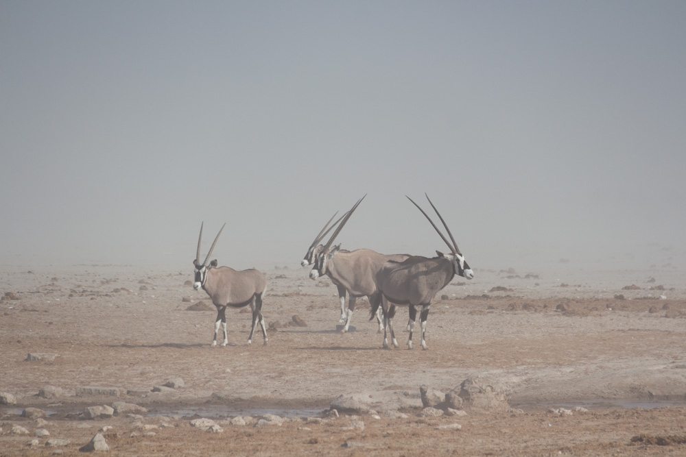 oryx in the dust @ Ozonjuitji m’Bari waterhole