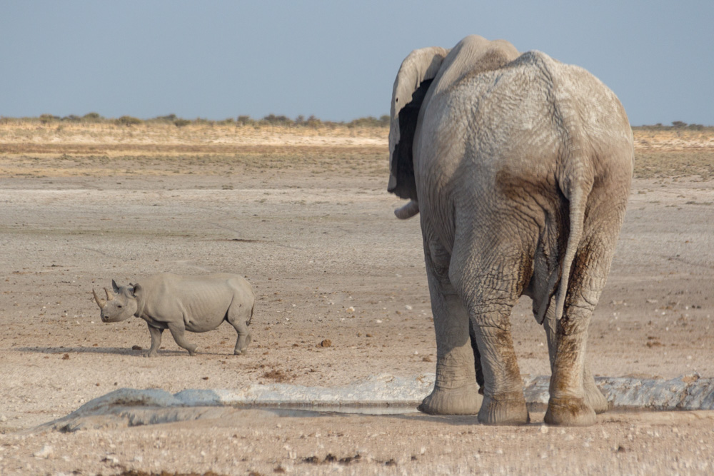 rhino and elephant @ Nebrowni waterhole