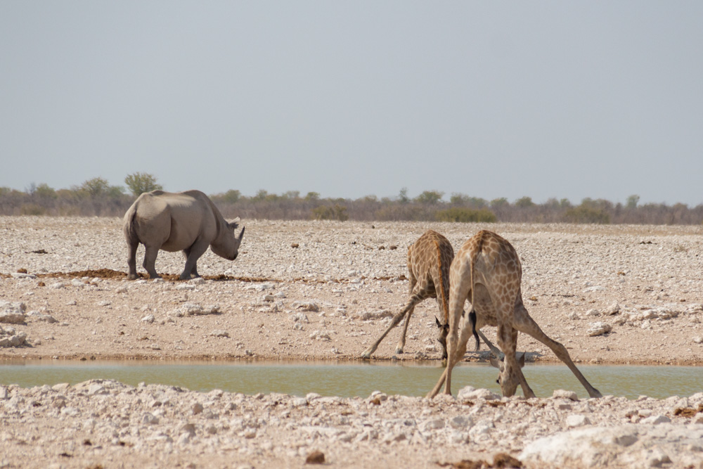 rhino and giraffes rhino, giraffe, and springbok @ Gemsbokvlakte waterhole